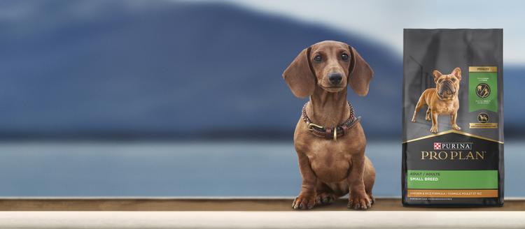 Product Dog Small breed