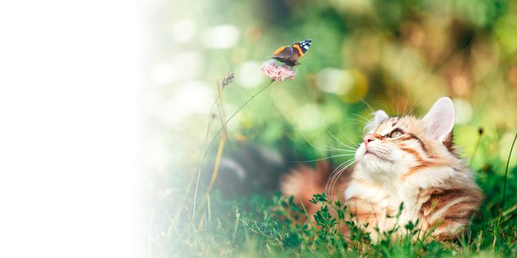 Cat is looking at butterfly