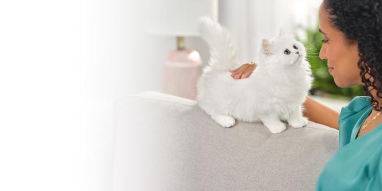 Una mujer acariciando a un gatito blanco y esponjoso.