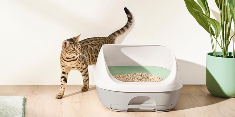 cat walking around the breeze litter box