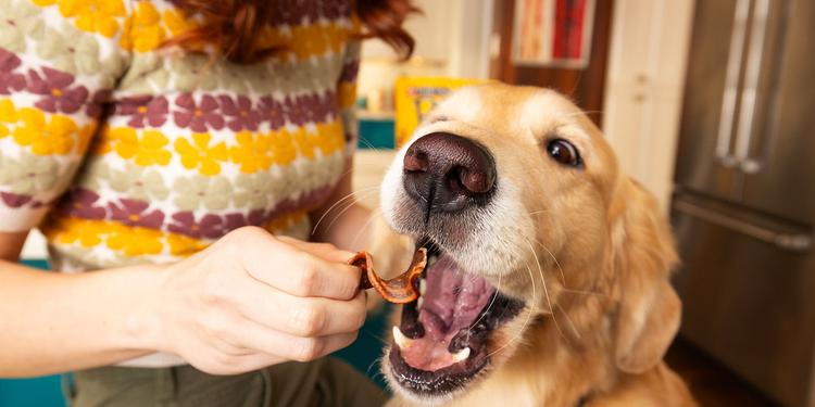woman feeding Beggin’ strip to a dog