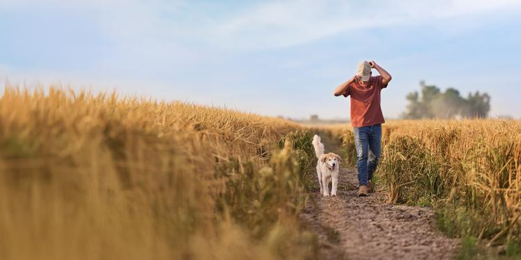 A farmer walks through a field of crops with his dog.