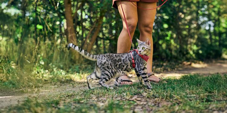 A Bengal cat is taken outside for a walk with a harness and leash.