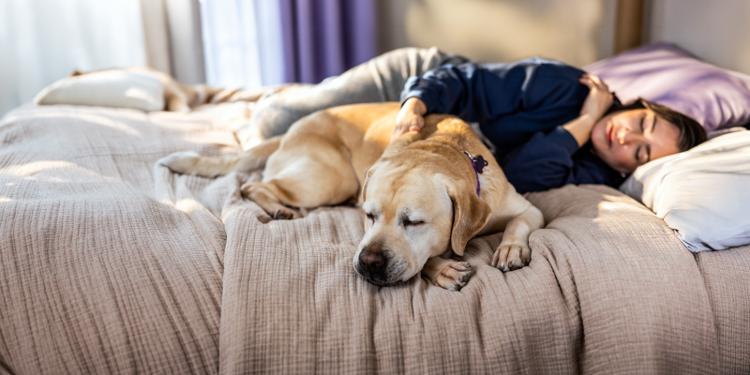 Woman lying in bed with yellow lab dog