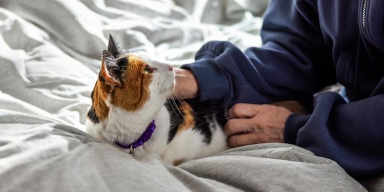 Persona acariciando a un gato.