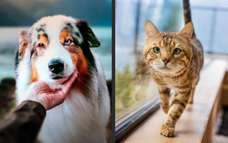Side by side images of a dog resting its head on its owner’s palm and a cat walking on a window ledge.