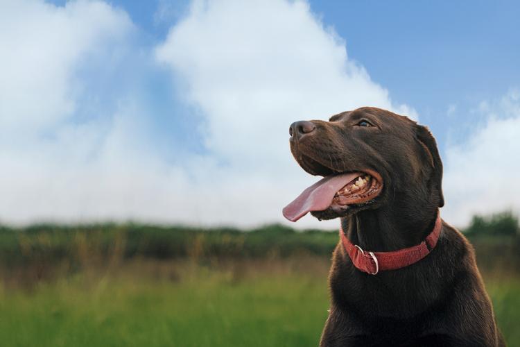 A chocolate lab looks off into the distance in an outdoor setting.