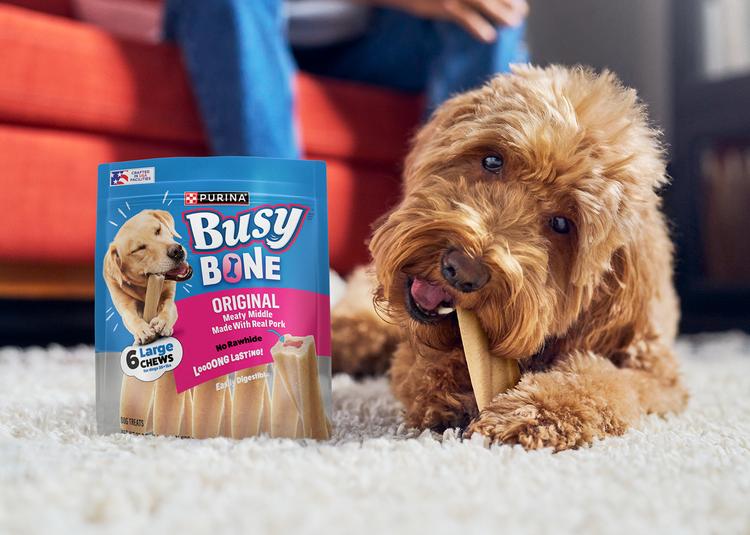 A dog chewing a Busy Bone on the carpet.