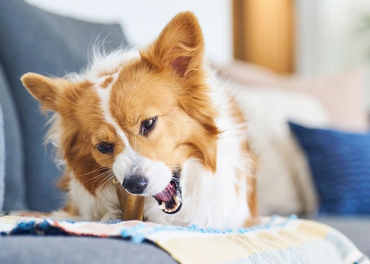 A dog chewing a Busy Bone on the couch.