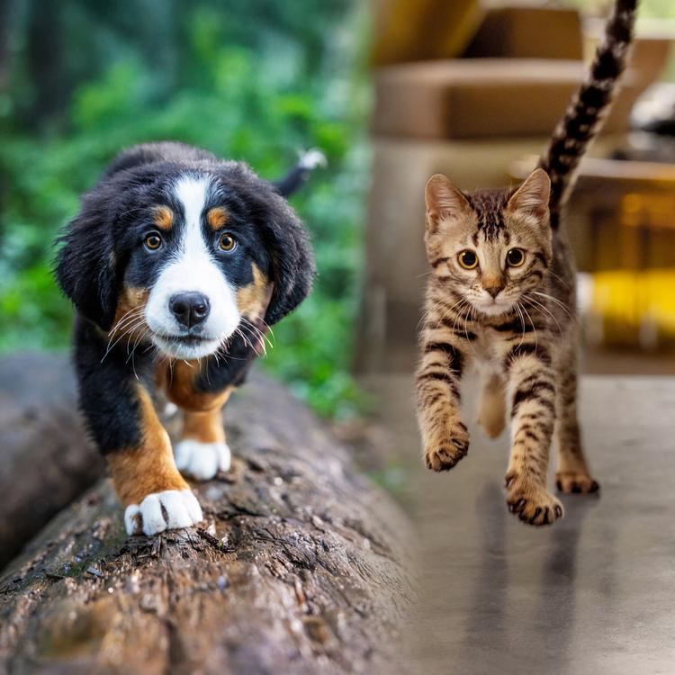puppy and kitten walking toward camera with forest backgroun