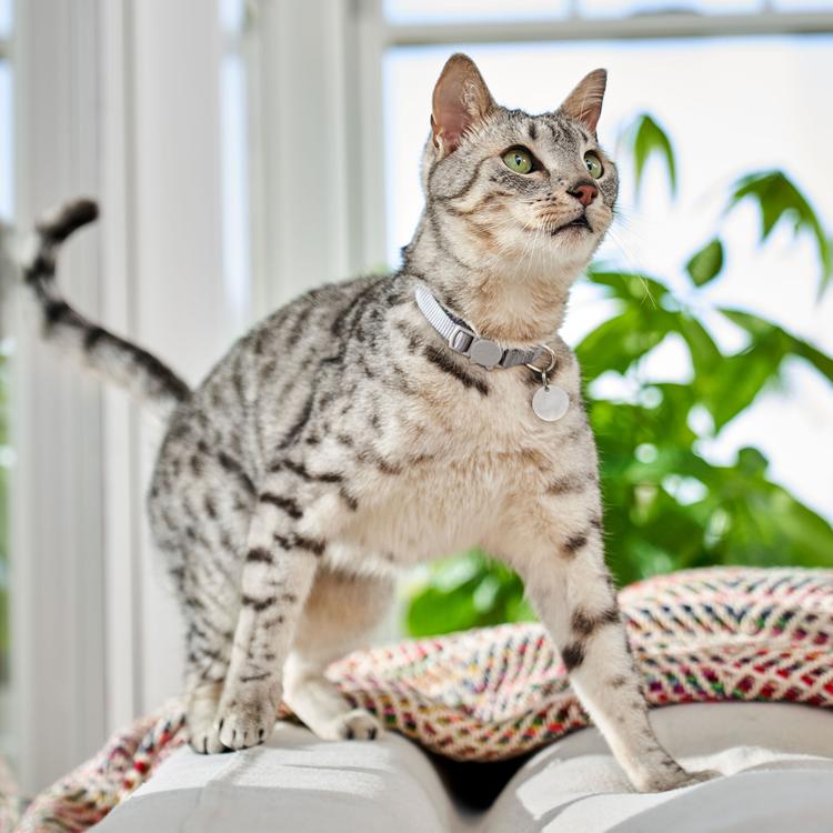 Gray striped cat