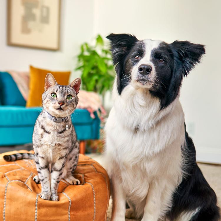 dog and cat looking at camera