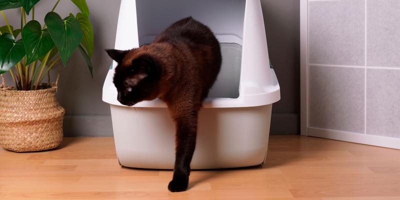 Guide to Types of Cat Poop: Color & Consistency Chart | Purina US
