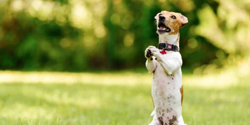 Guide Dog Beg Dog Begging - Why Do Dogs Beg & How to Stop It | Purina US