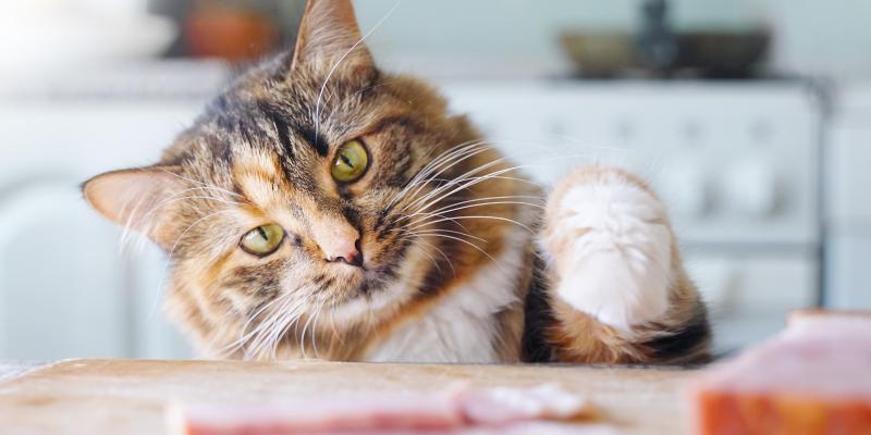 Can Cats Eat Ham? A Guide to Safety | Purina US
