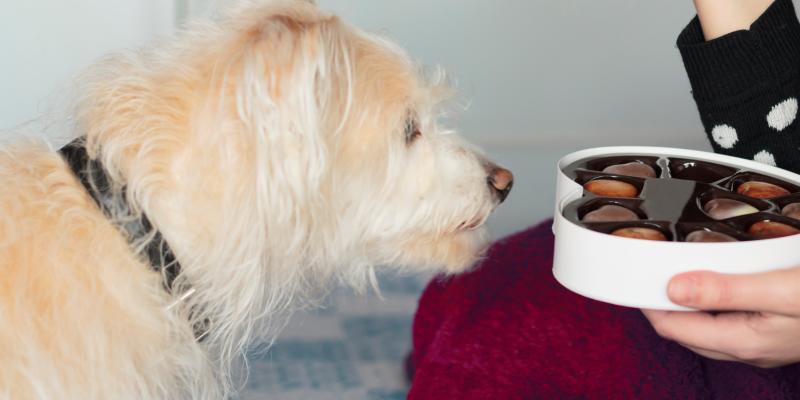 A closer look at Keeping Chocolate Away From Dog Friendly Houses