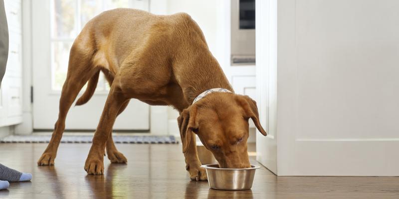 Dog Hackles: Why Do Dog’s Hairs Stand Up? | Purina US