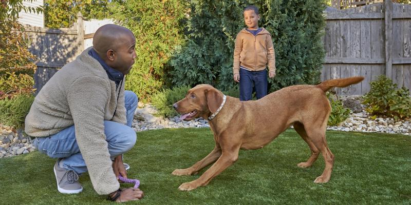 Dogs Splot What is Dog Splooting? Why Dogs Sploot & is it Safe? | Purina US