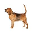 Bloodhound