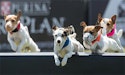 jack russel terriers jumping over hurdle