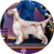 Cider, an English Setter, Sporting Group Winner