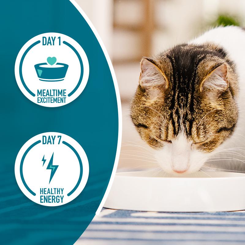Purina ONE Dog and Cat Food Coupons Offers Purina US