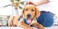 Home remedy for puppy cough