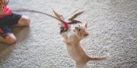 Red cat is playing