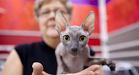 hairless cat at a cat show held at Purina Farms Event Center
