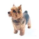 Norwich Terrier