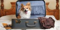 small dog sitting in suitcase on bed
