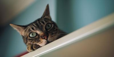 cat hunting behavior