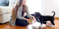 A puppy and its owner playing with a toy