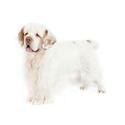 Clumber Spaniel
