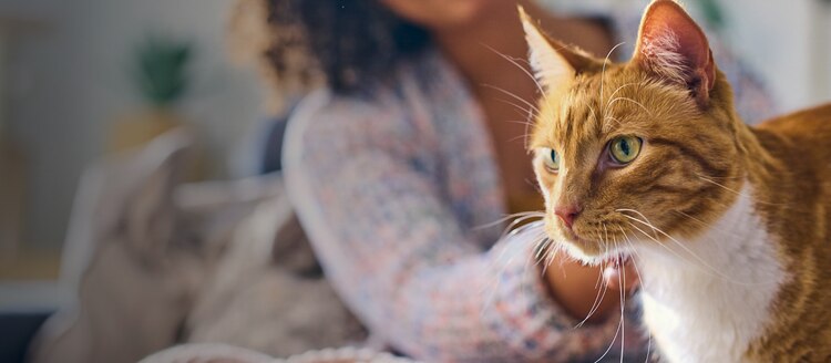 orange and white cat getting chin scratches from owner
