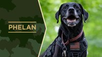 Service Dog Phelan