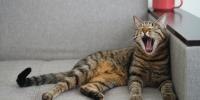 Elderly cat yowling