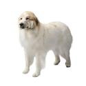 Great Pyrenees