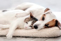 A dog and cat lying on a dog bed