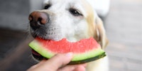 A dog is eating watermelon