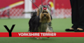 Y is for Yorkshire Terrier