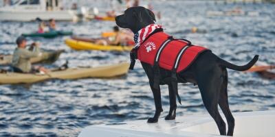 Lifeguard dog