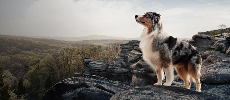 Dog Hero Banner Tall