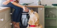 A dog being given a pill