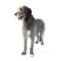 Irish Wolfhound