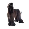 Afghan Hound