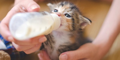 tri-colored kitten being bottle fed