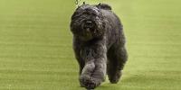 Dog from the Herding Group