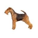 Welsh Terrier