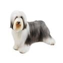 Bearded Collie